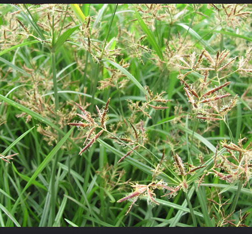 Tuttela Herbicida (Halosulfuron) | Control de Coquito y Cortaderas | 10g - 100g | Agrosamario 4