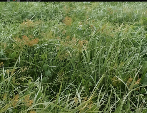 Tuttela Herbicida (Halosulfuron) | Control de Coquito y Cortaderas | 10g - 100g | Agrosamario 5