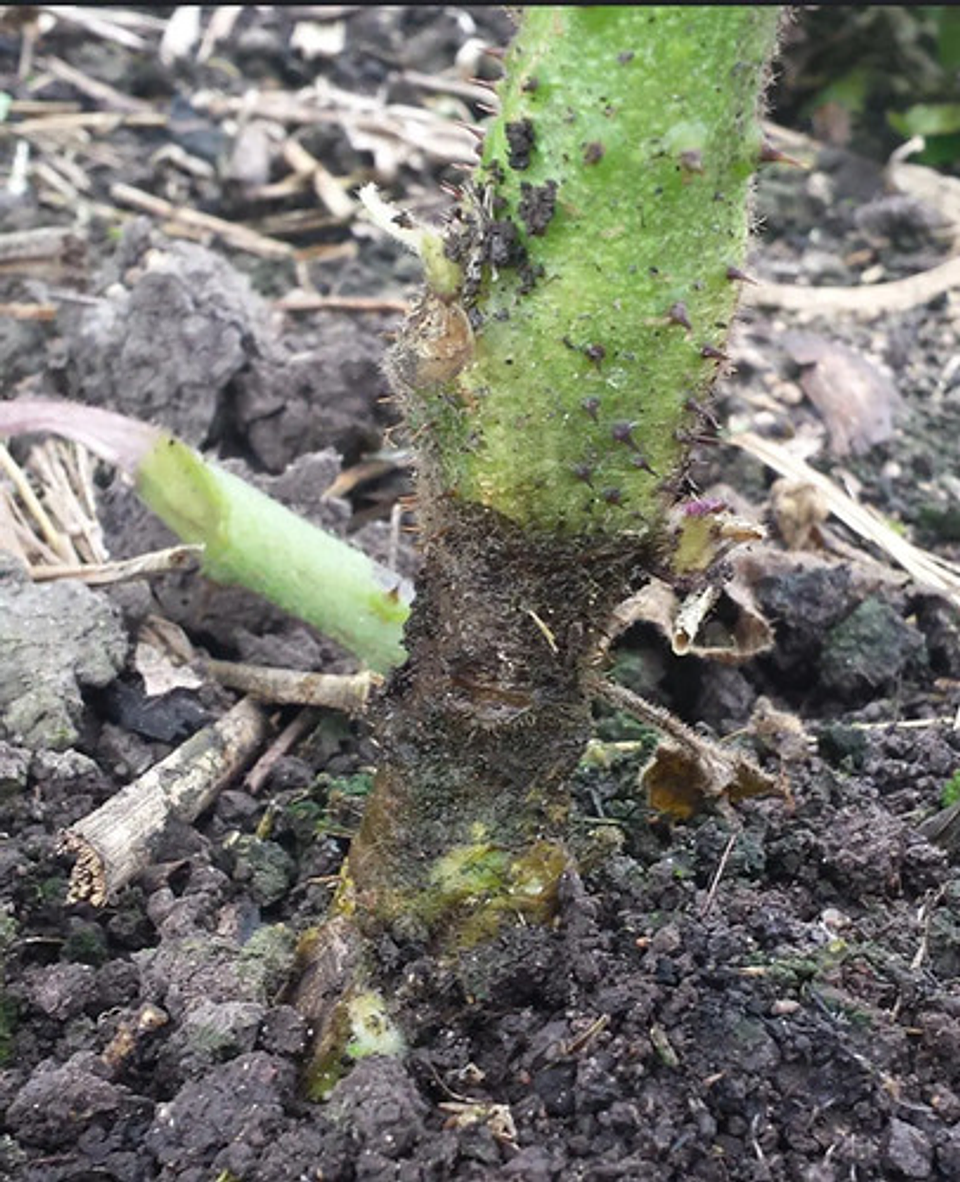 Trivia Bayer Control De Hongos En Cultivos  X 400gr 5