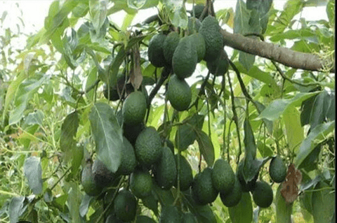 Yaravita  Croptryg  X  Lt Fertilizante