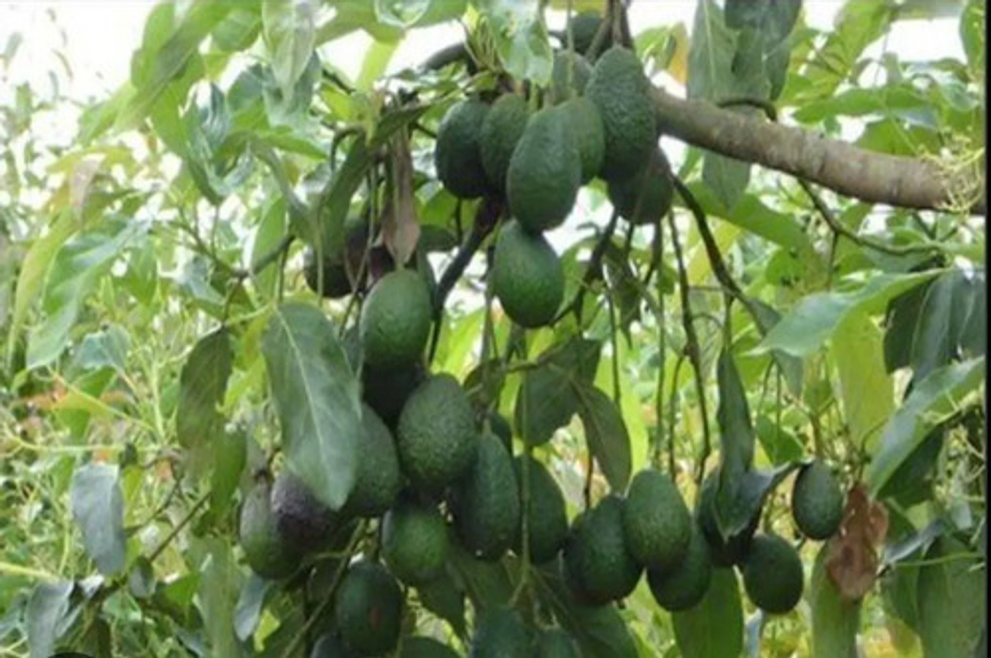 Yaravita  Croptryg  X  Lt Fertilizante 2