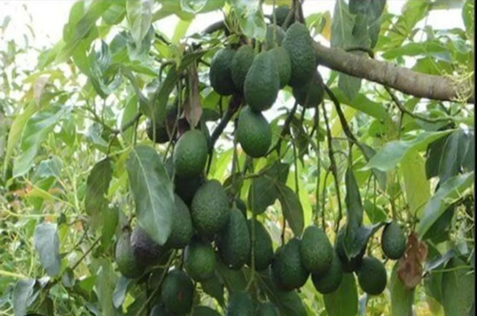 Yaravita  Croptryg  X  Lt Fertilizante 2