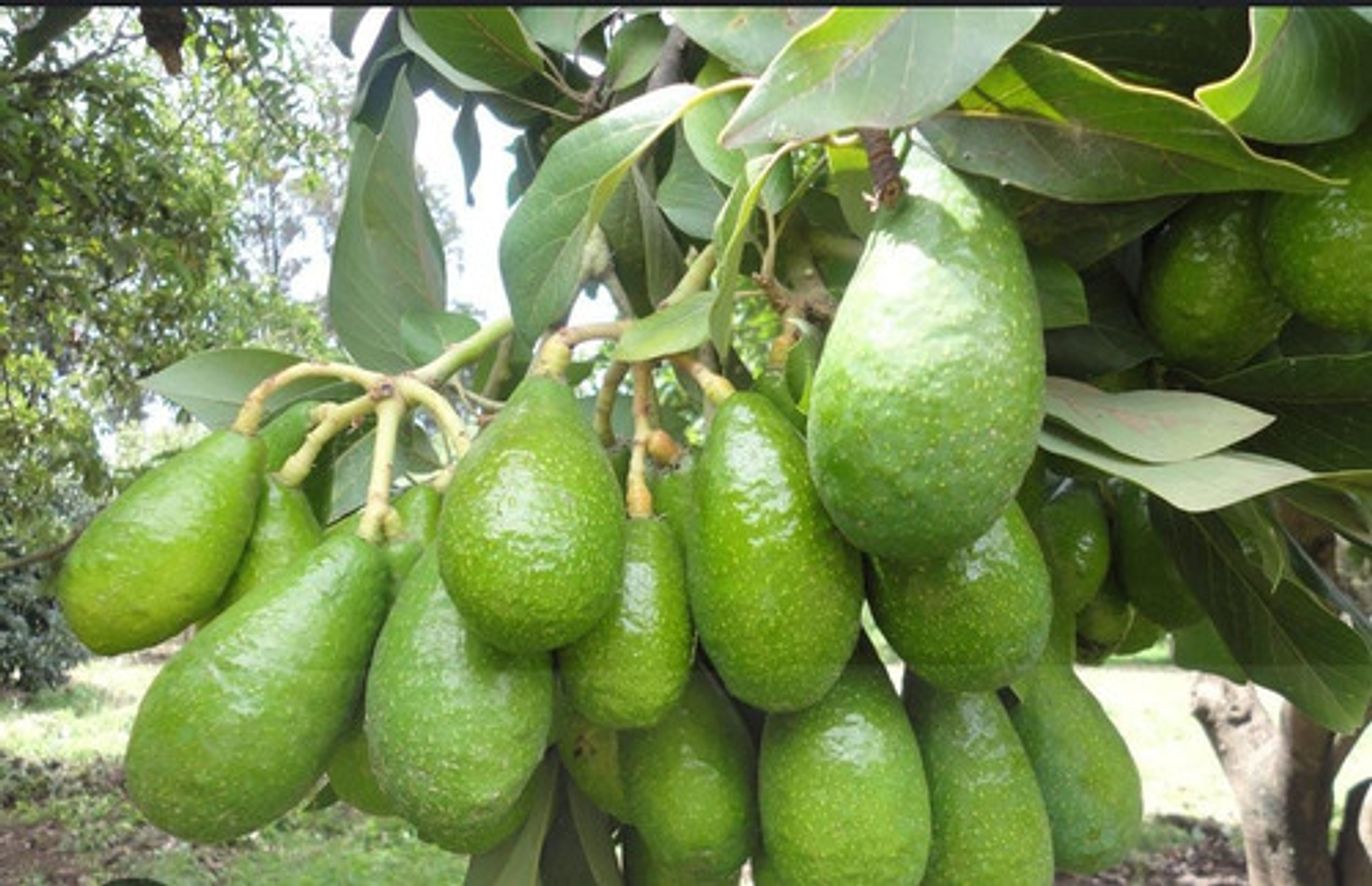 Yaravita  Croptryg  X  Lt Fertilizante 3