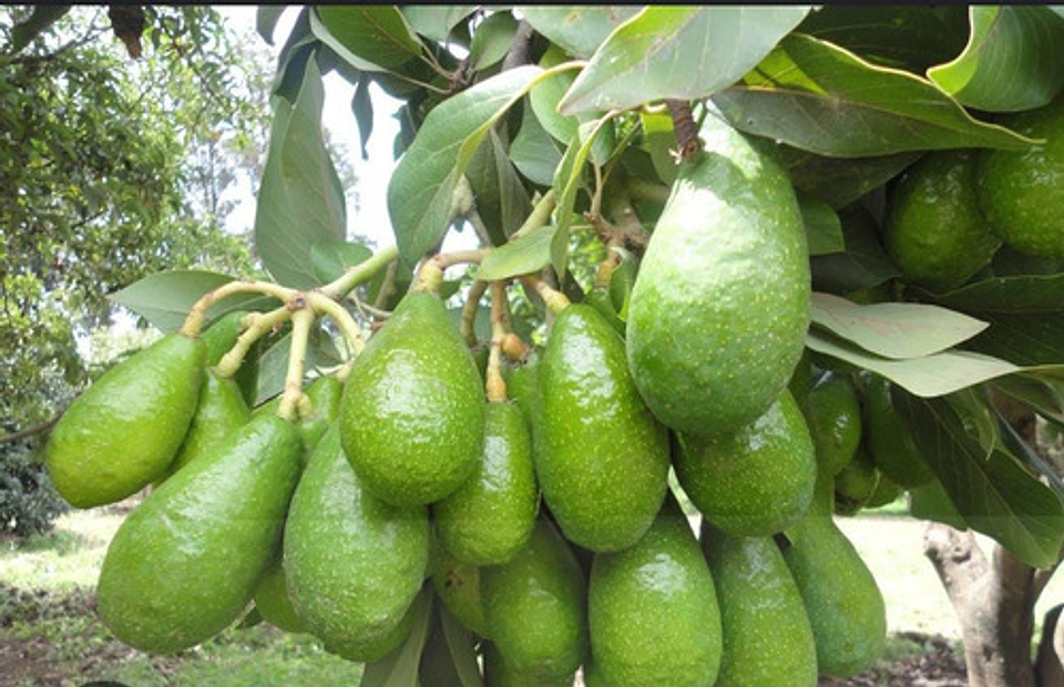 Yaravita  Croptryg  X  Lt Fertilizante 3