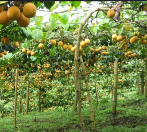 Yaravita  Croptryg  X  Lt Fertilizante 4