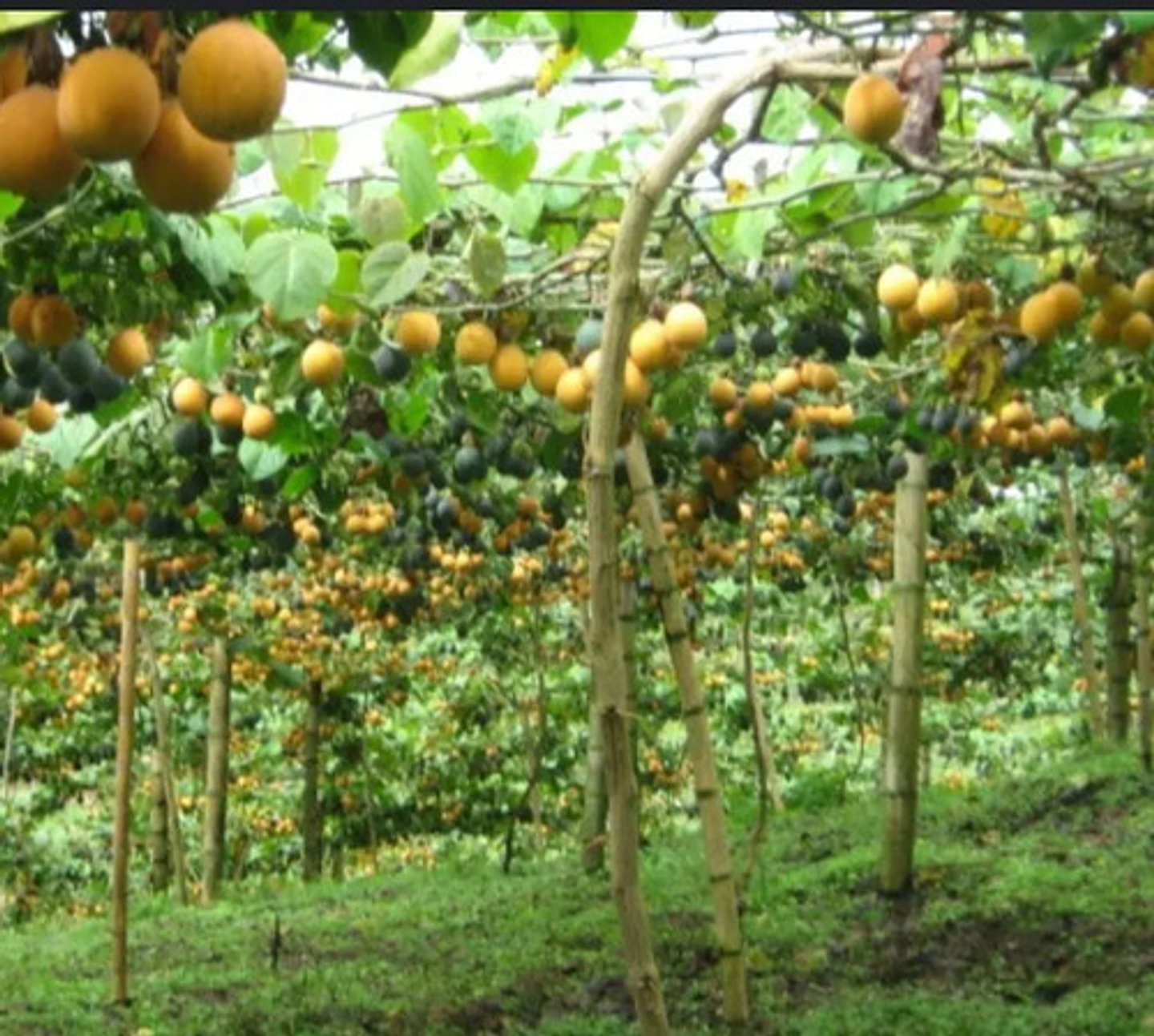 Yaravita  Croptryg  X  Lt Fertilizante 4