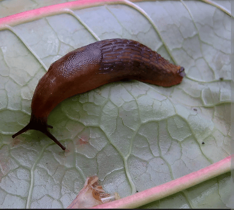 Molusquicida  Babosas  Y Caracoles X 200 Gr Fertox