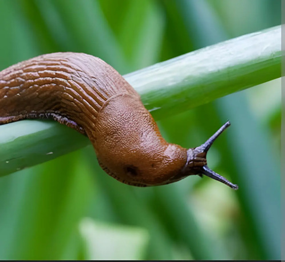 Molusquicida  Babosas  Y Caracoles X 200 Gr Fertox 3