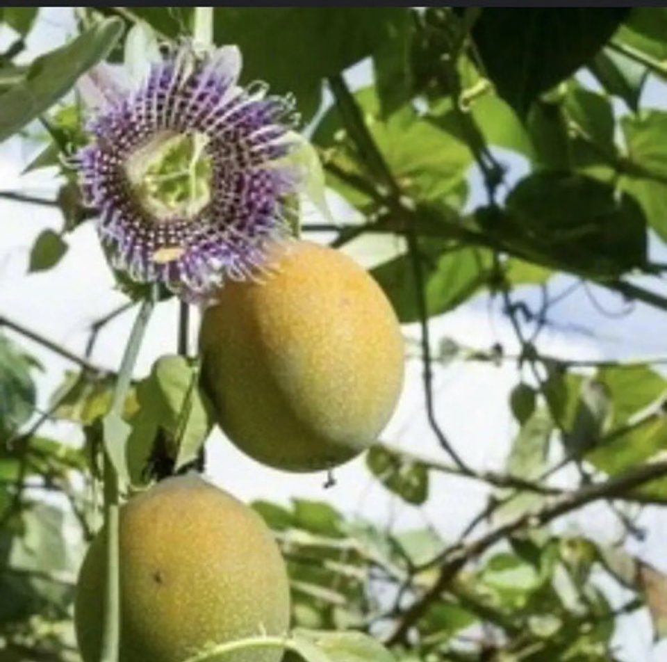 Yaravita  Zintrac Mgb X Lt Fertilizante 3