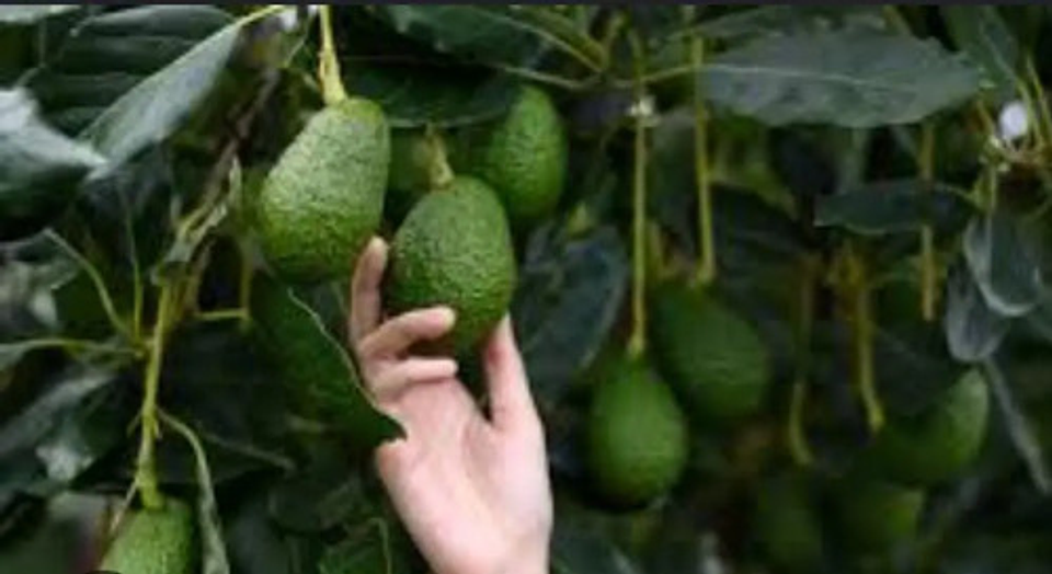 Yaravita  Zintrac Mgb X Lt Fertilizante 4