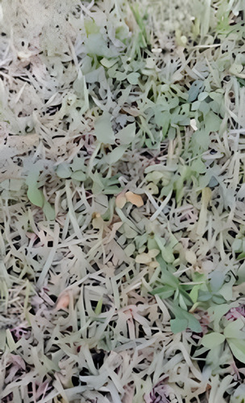 Tronador X Litro -control De Maleza Grama Potreros Hoja Anch