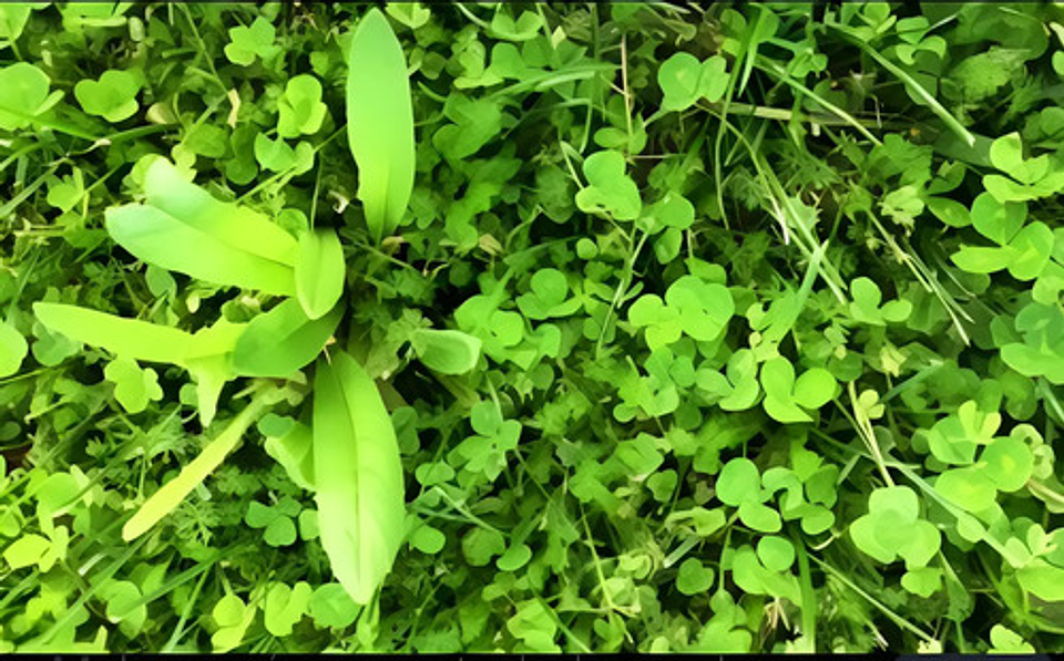 Tronador X Litro -control De Maleza Grama Potreros Hoja Anch 3