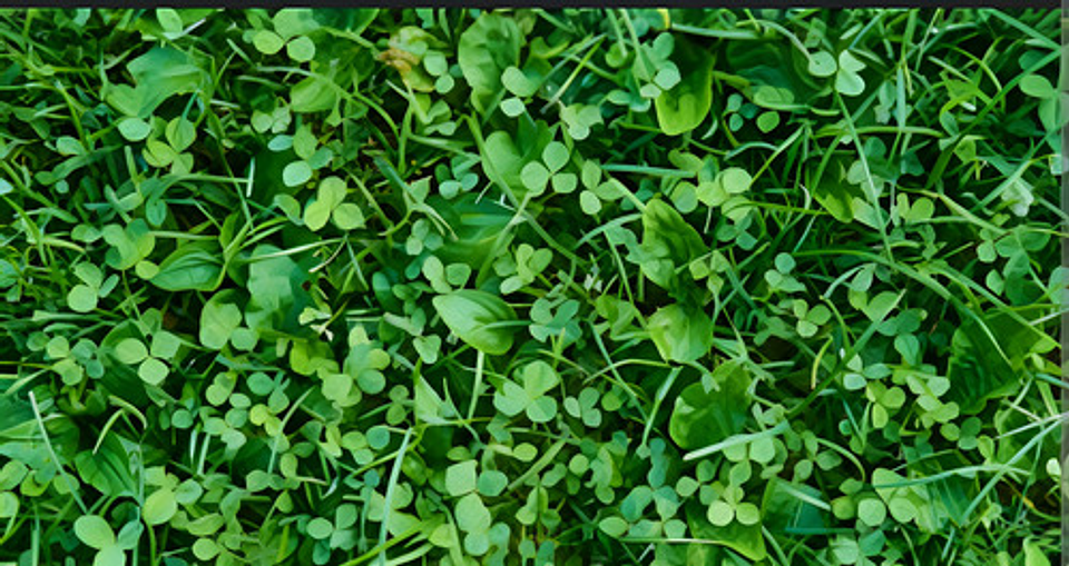 Tronador X Litro -control De Maleza Grama Potreros Hoja Anch 4