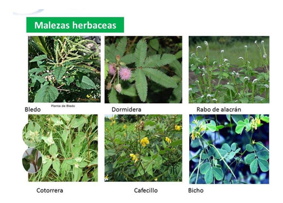 Tronador X Litro -control De Maleza Grama Potreros Hoja Anch 7