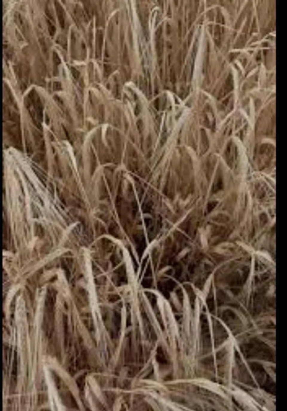 Control Malezas X Litro Glifosol  480 X 12 Unidades 4