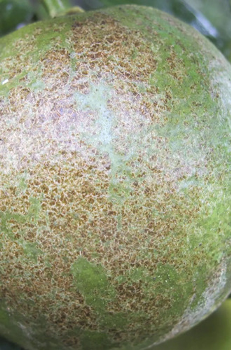 Vertimec  Control De Ácaros Y Minador X 250 Ml 6