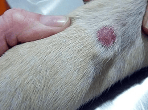 Cutamycon Vf Crema De 100g Chal