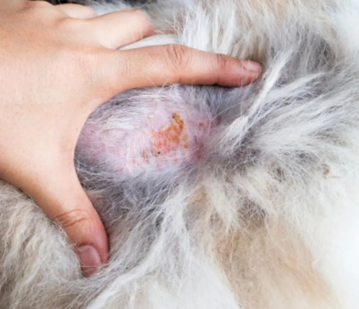 Cutamycon Vf Crema De 100g Chal 3