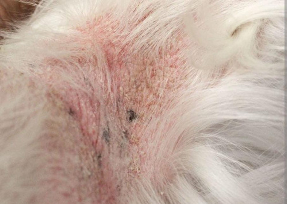 Cutamycon Vf Crema De 35g Chalv 5