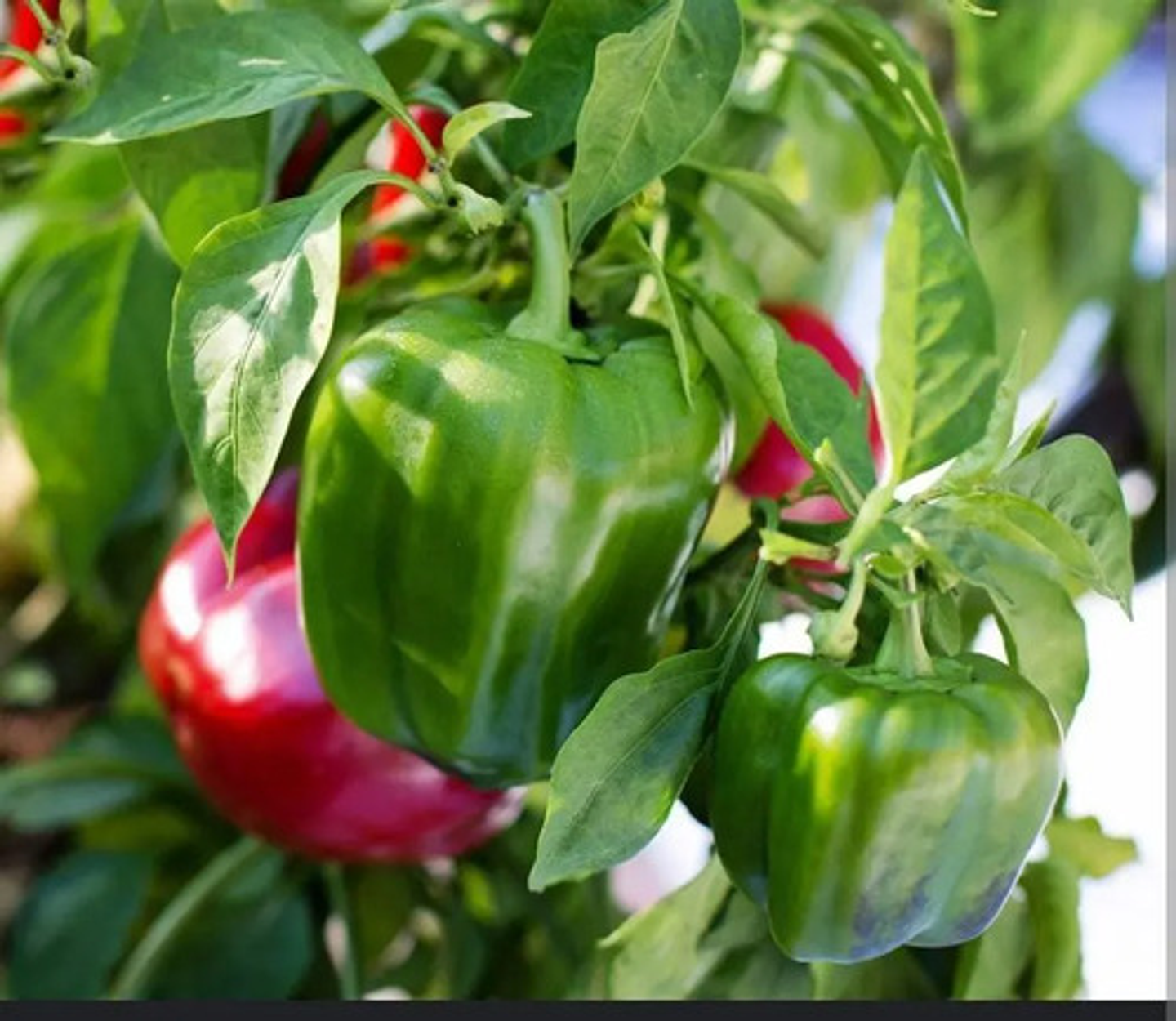 Verdadero   X Kilo  Syngenta 4