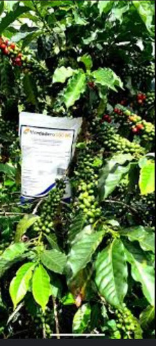 Verdadero 600 WG Syngenta x 50 gr - 1 kilo - Control de Roya y Broca | Agrosamario 6