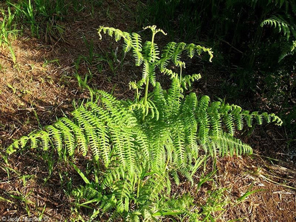 Metsulfuron Control De Malezas Para Potreros X Kg 5