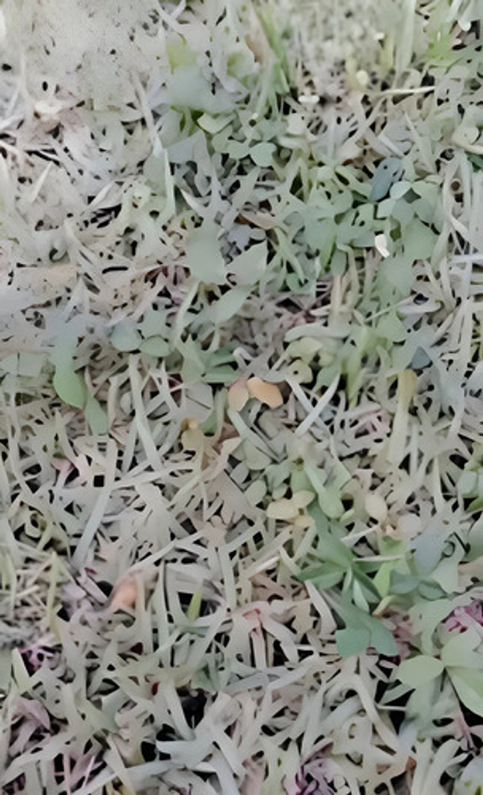 Tronador X 4 Litros Control De Maleza Grama Potreros  Cortev 3