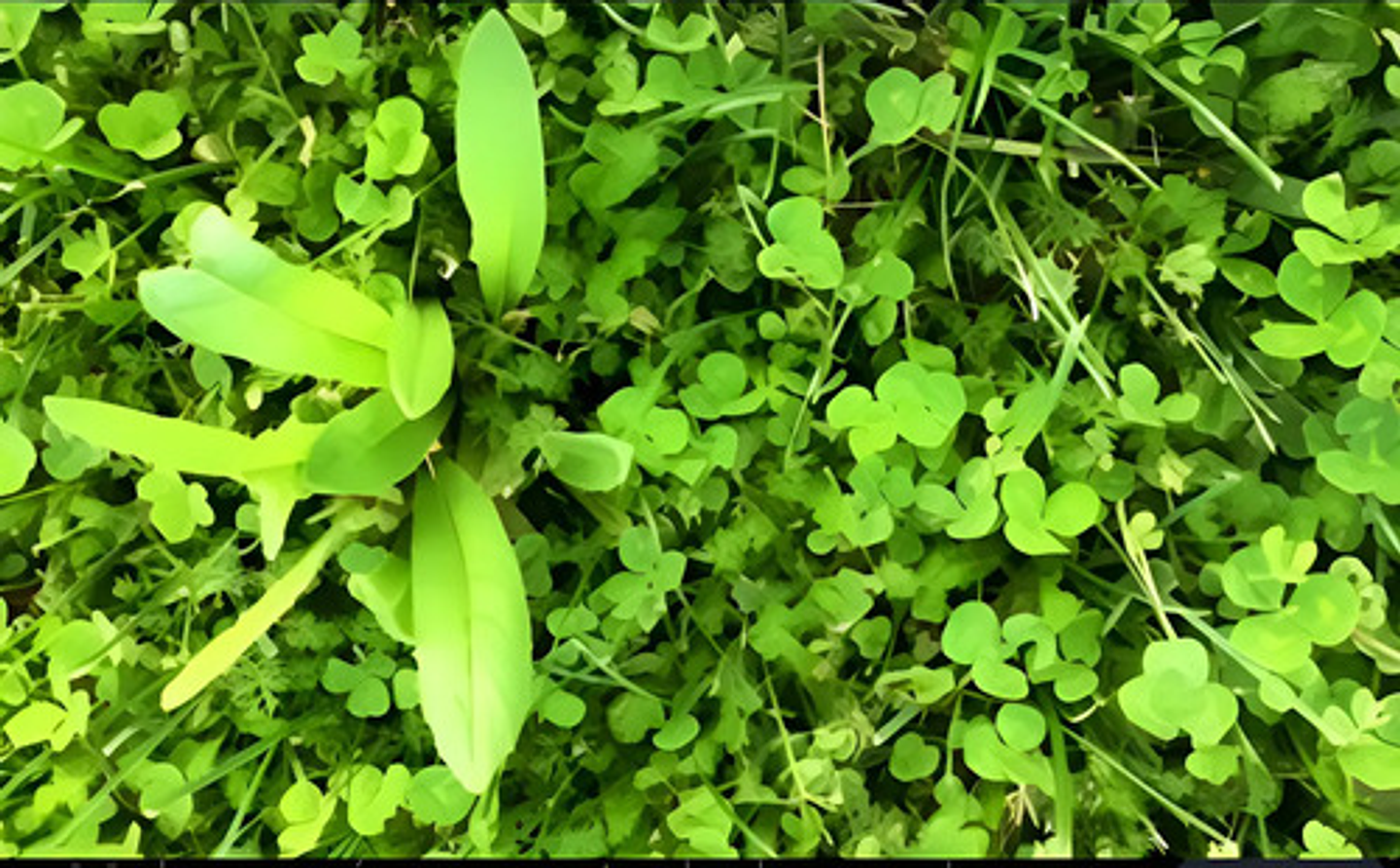 Tronador X 4 Litros Control De Maleza Grama Potreros  Cortev 4