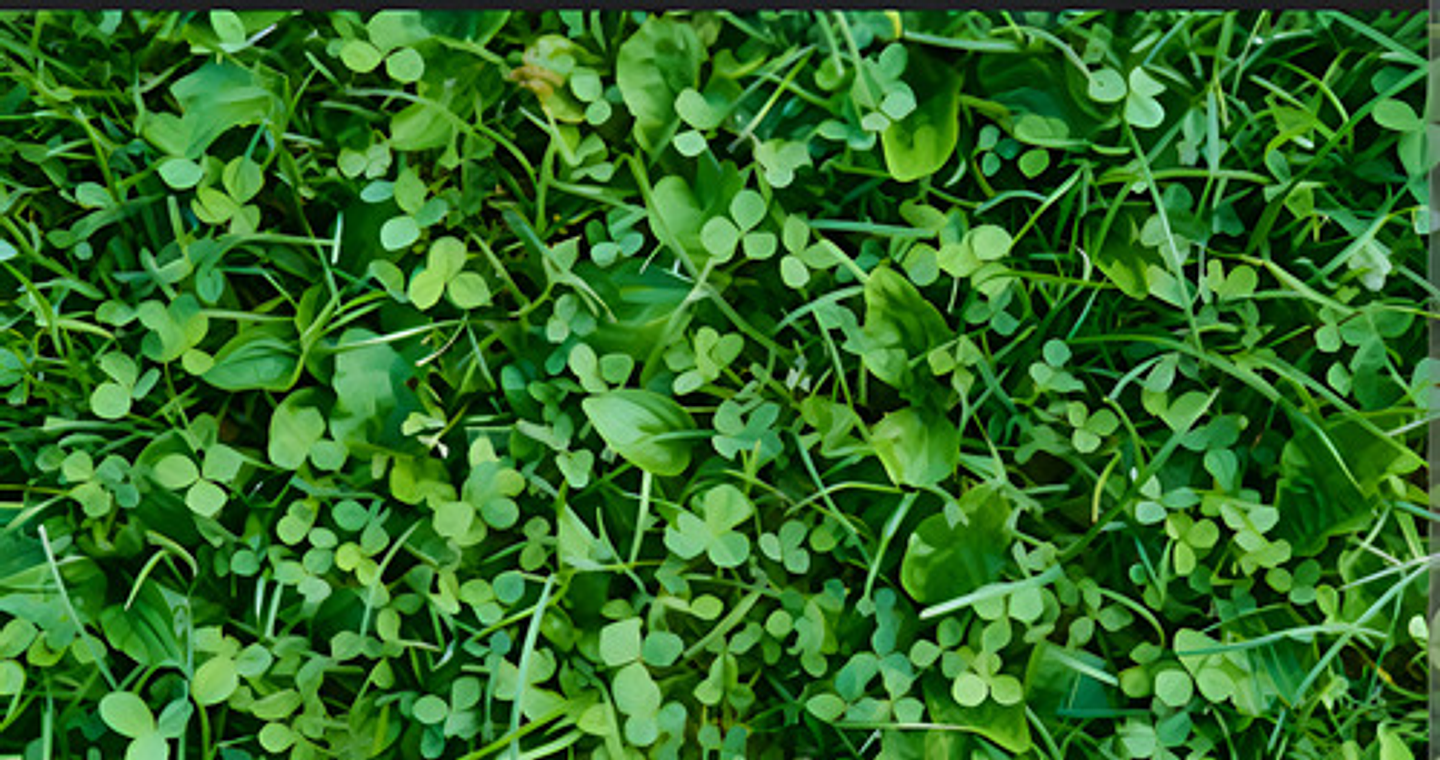 Tronador X 4 Litros Control De Maleza Grama Potreros  Cortev 5