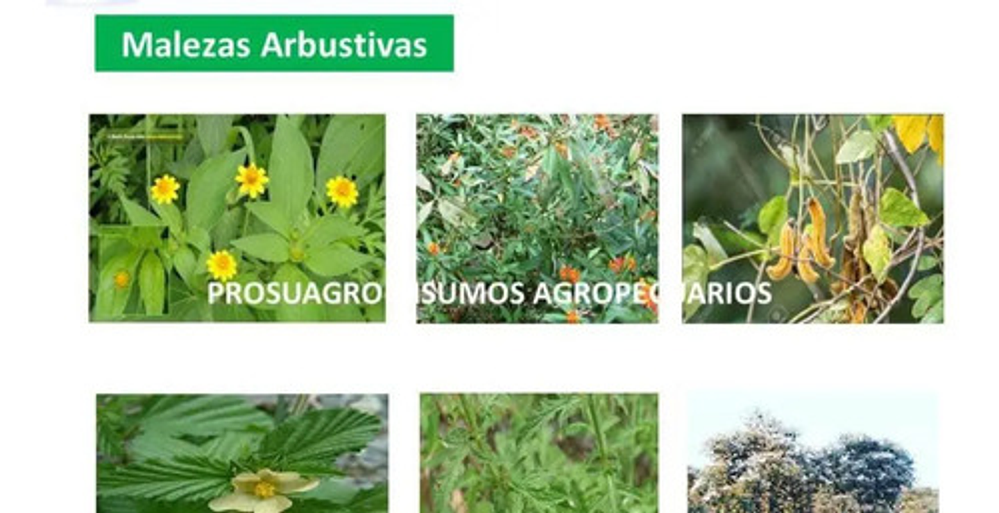 Tronador X 4 Litros Control De Maleza Grama Potreros  Cortev 6