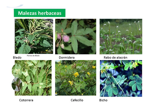 Tronador Corteva - Herbicida Selectivo para Potreros | Agrosamario 8