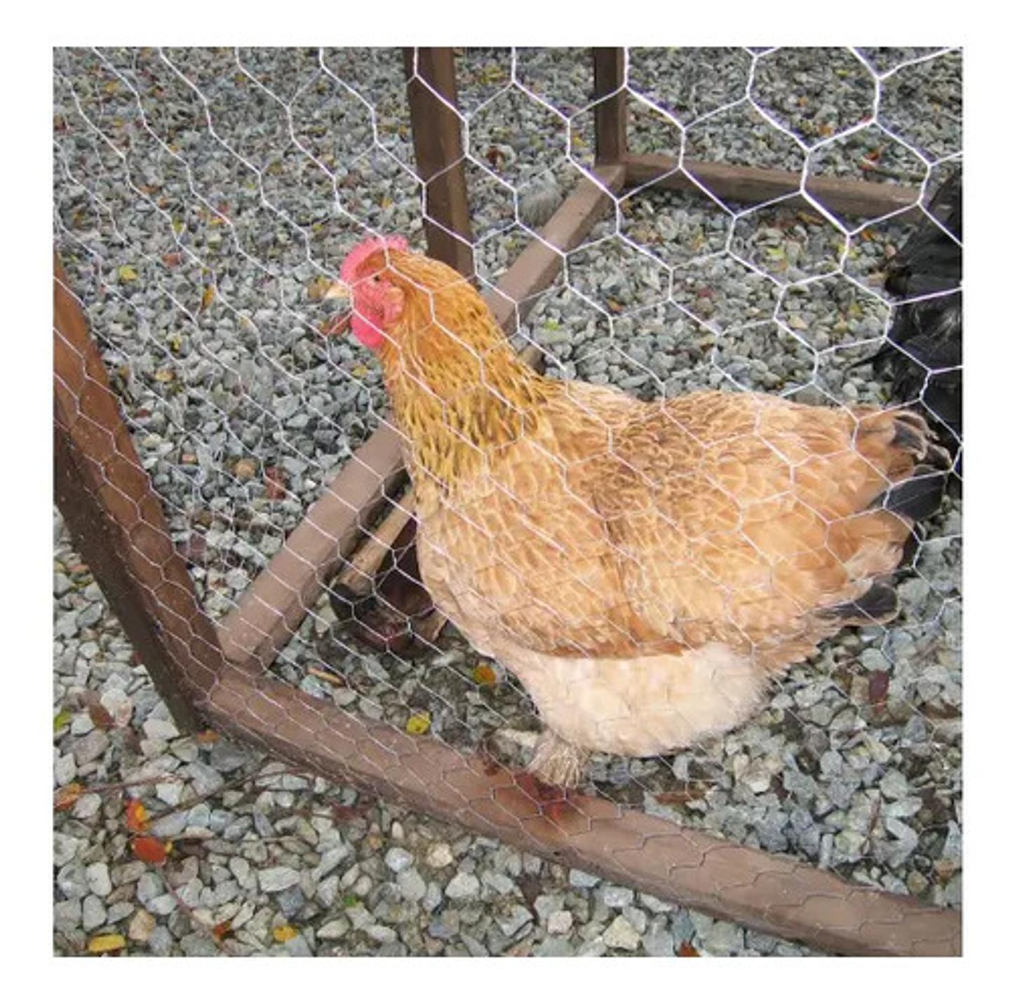 Malla Gallinero Galvanizada 1.50x1 Pul 2.5 Cm X36 Mts Largo 4