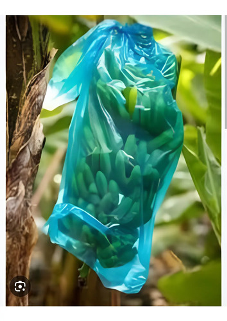 Bolsa Para Plátano X 50 Unidade 3