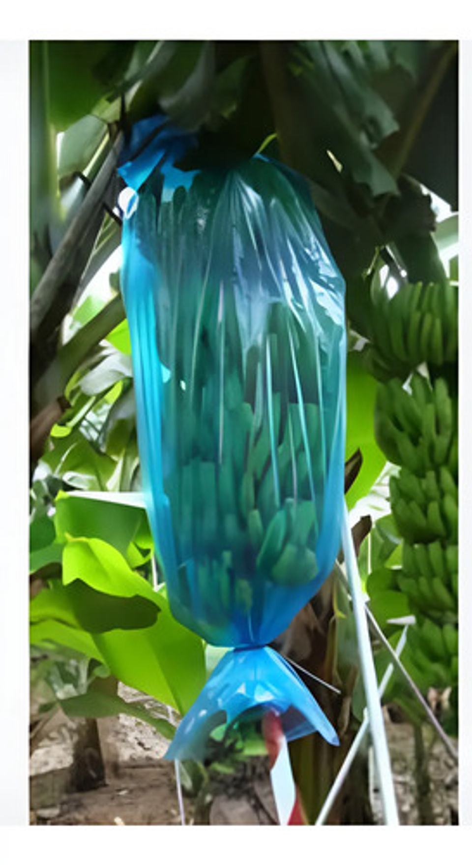 Bolsa Para Plátano X 50 Unidade 11