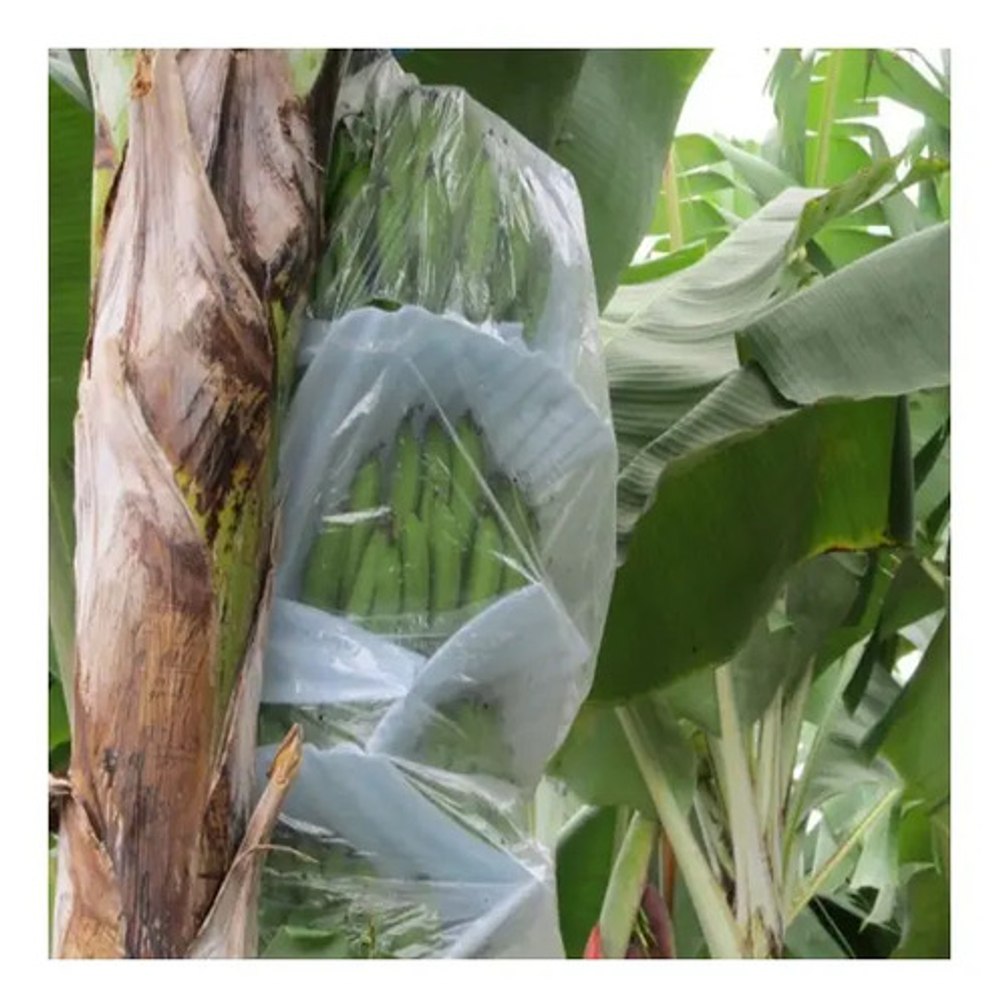 Bolsa Para Plátano X 50 Unidade 14