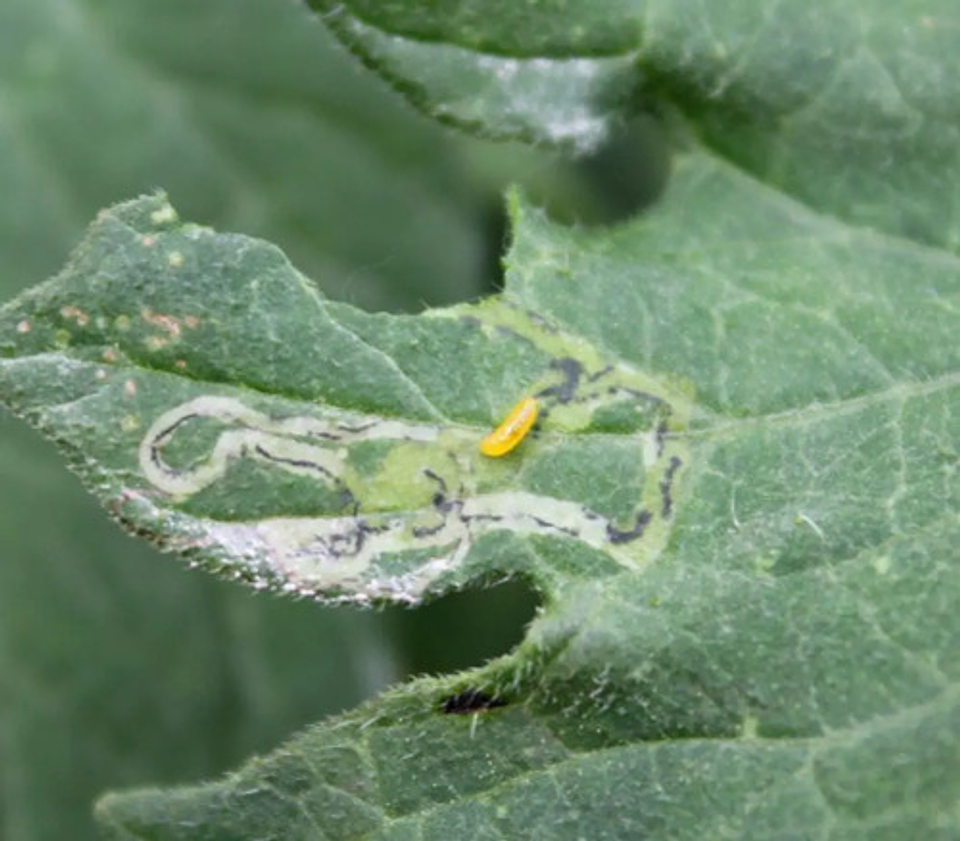 Vertimec  Control De Ácaros Y Minador X 100 Ml 7