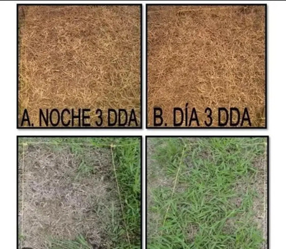 Control Malezas X Litro Glifosol  480 X Litro 2