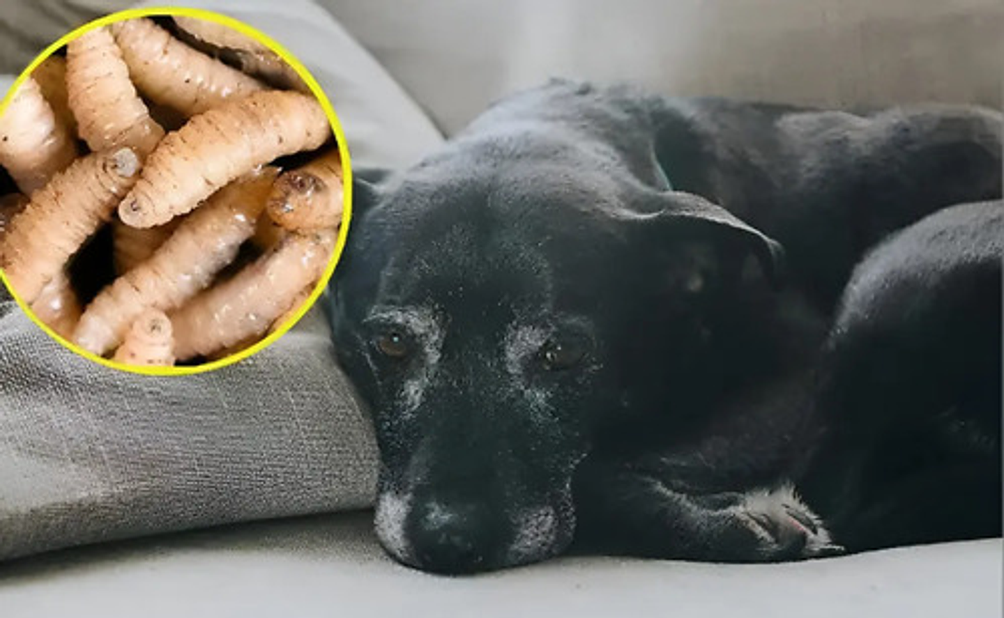 Kyrogusan (lepecid) Spray 400ml 2