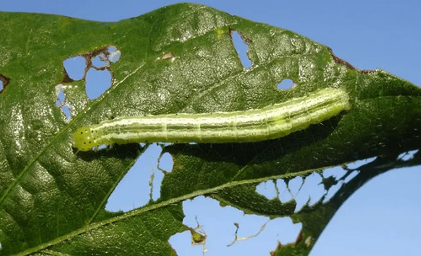 Cipermetrina X Litro 3 Unidades 3