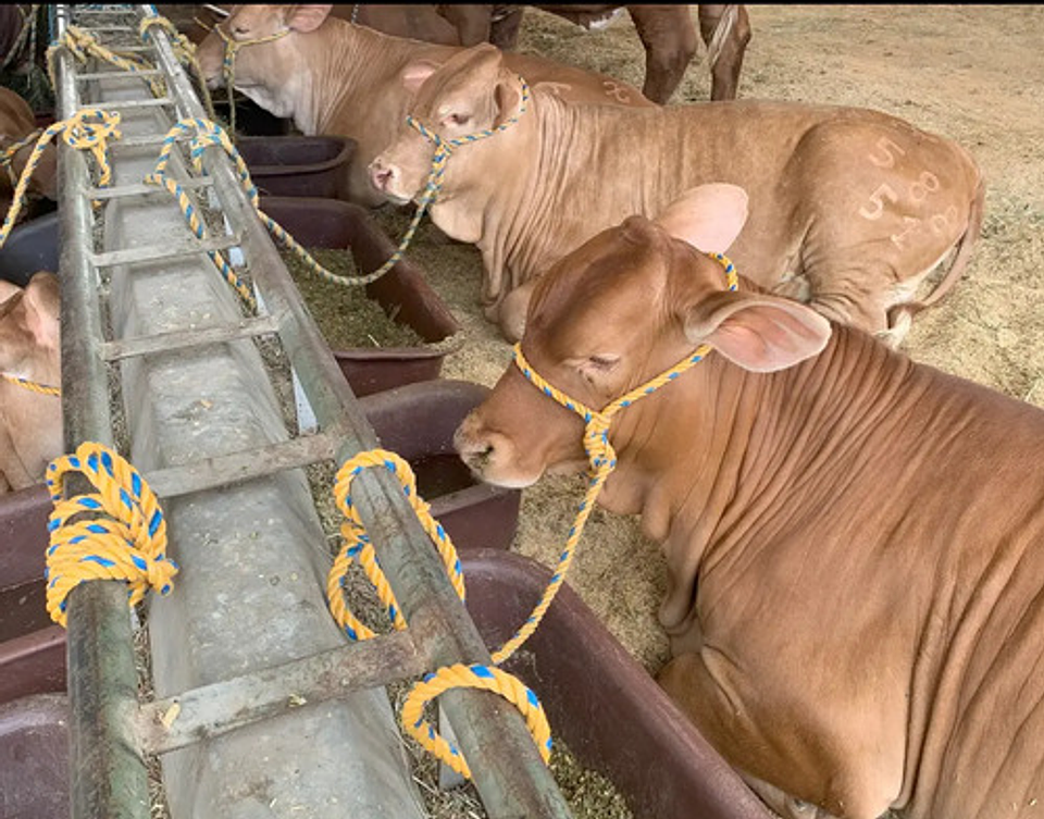 Soga 25 Mm 1 Pulgada (rollo 100m) Ciplas Polipropileno 7