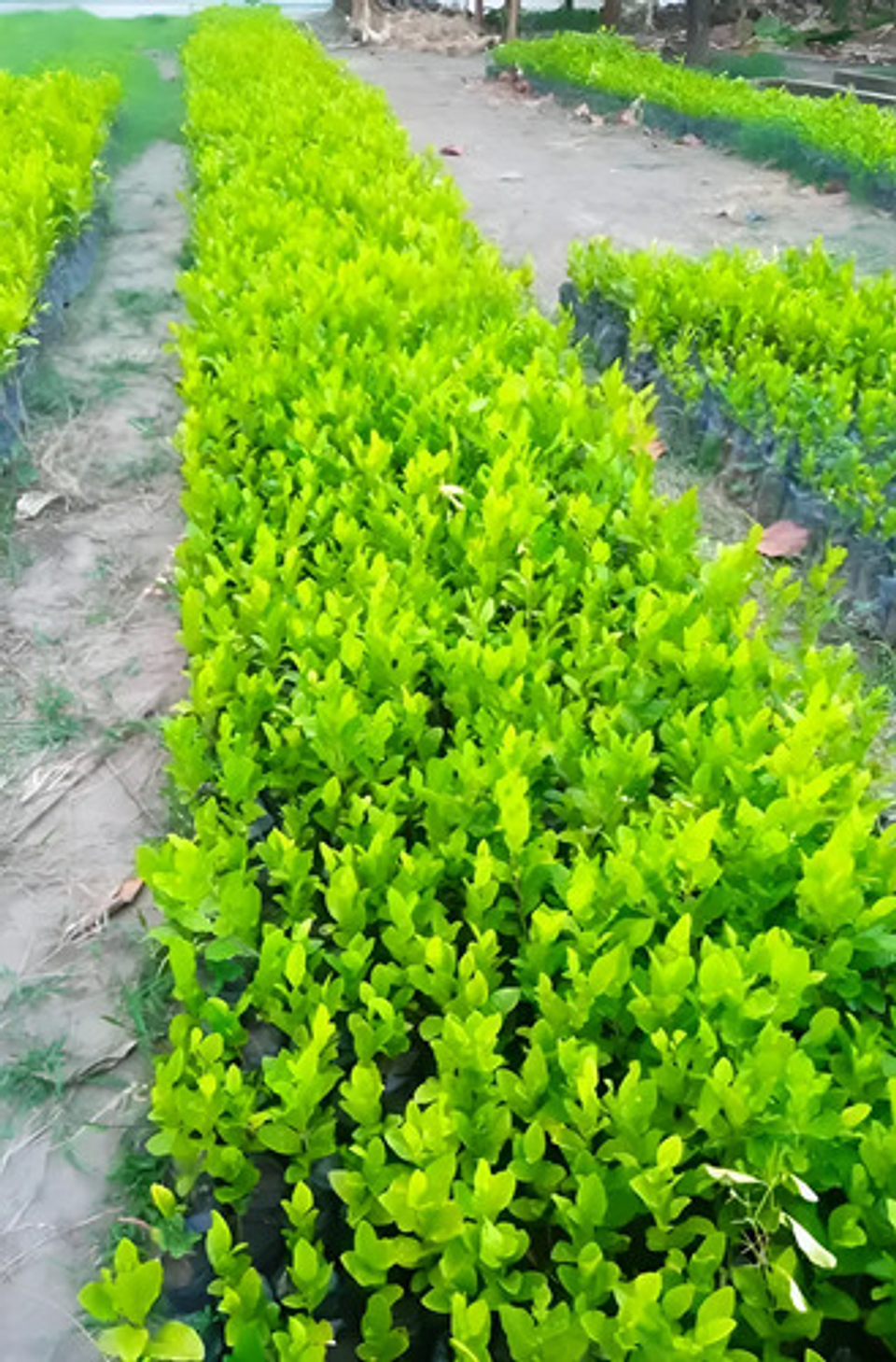 Fercon Limón Swinglea Ornamental  X 100  X 2 Unidades 5