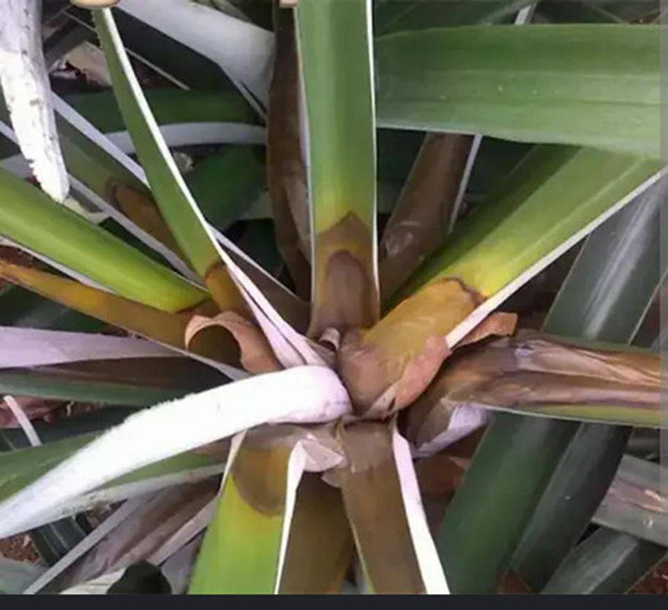 Yodo Agricola X Litro Desinfante,batericida 6