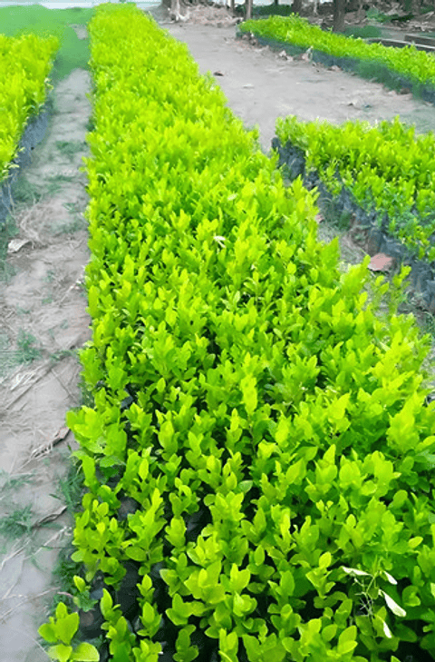 Fercon Limón Swinglea Ornamental  X 454 Gr - 13600 Semillas