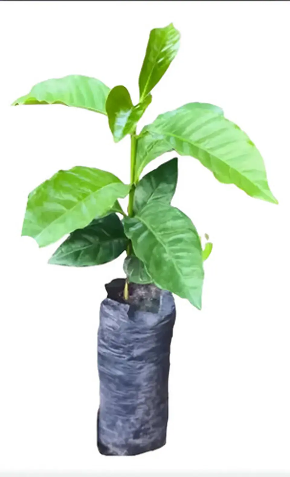 Bolsa para Semillero 5x7 Pulgadas (13x18cm) x 1000 Unidades | Agrosamario 4