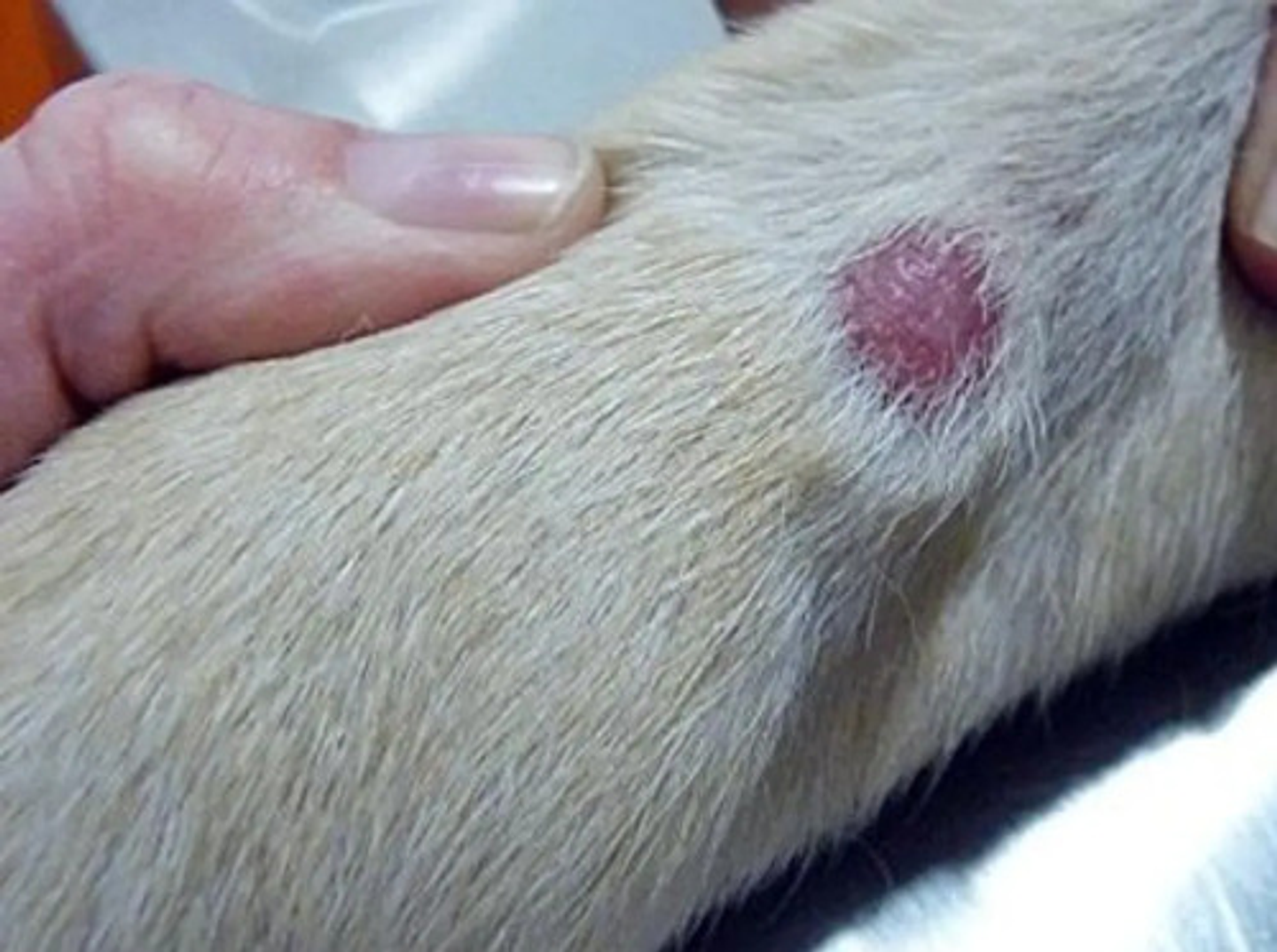 Cutamycon Spray 50ml Chalver - 3