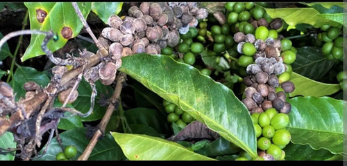 Hidroxicub 101 - Hidróxido de Cobre x 1 Kilo | Fungicida y Bactericida | Agrosamario 5