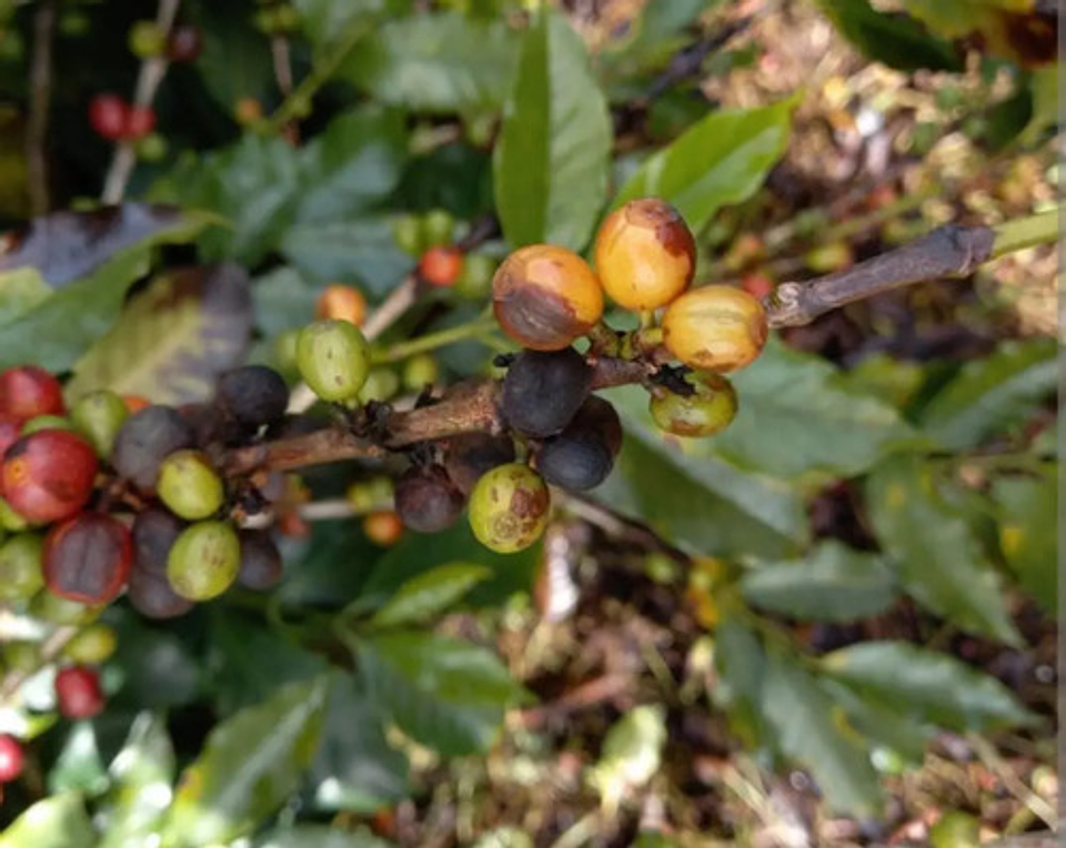 Hidroxicub 101  Hidróxido De Cobre X Kilo 6