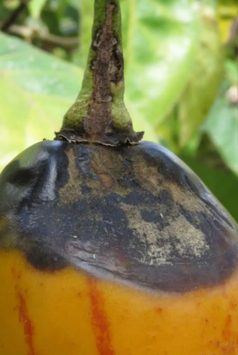 Hidroxicub 101 - Hidróxido de Cobre x 1 Kilo | Fungicida y Bactericida | Agrosamario 7