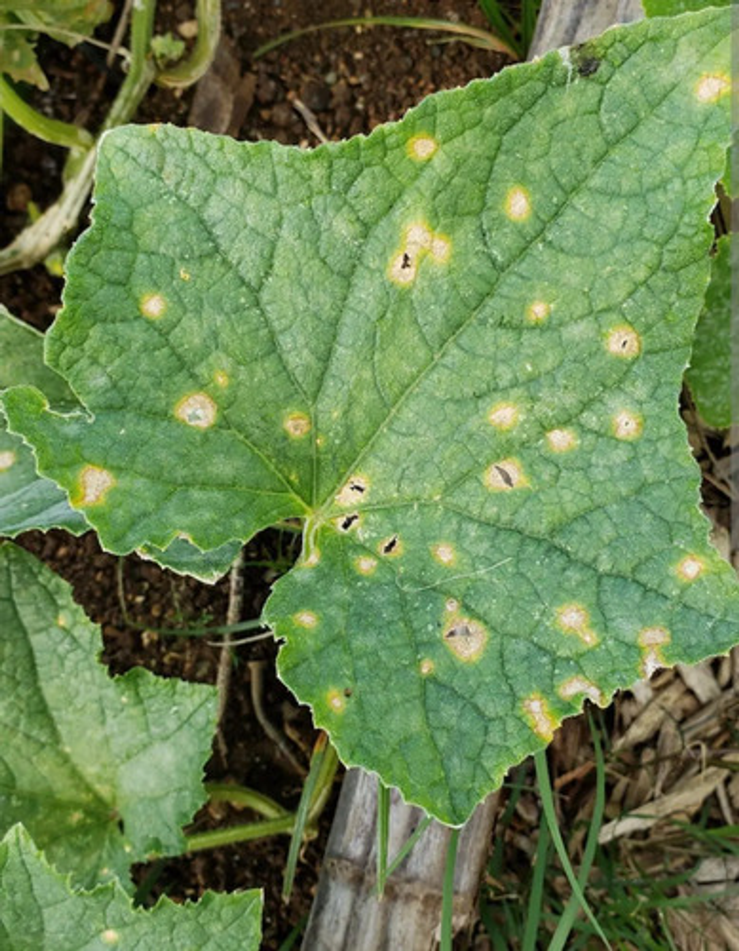 Hidroxicub 101  Hidróxido De Cobre X Kilo 8