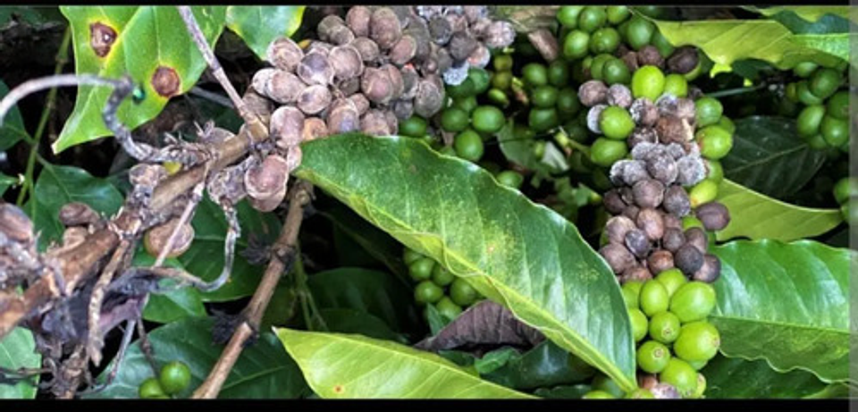 Hidroxicub 101  Hidróxido De Cobre X Kilo -  2 Unidades 6